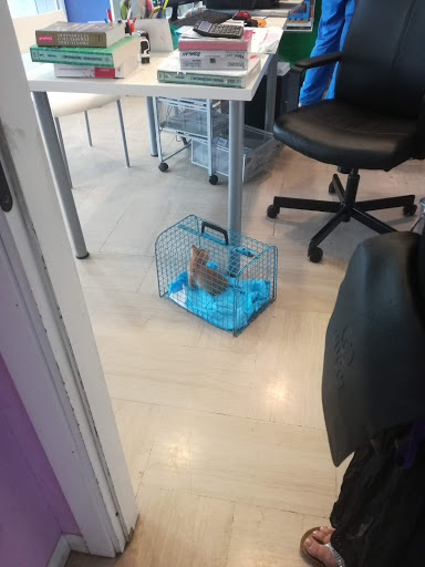 Ambulatorio Veterinario Il Gignoro Gallery - Italy