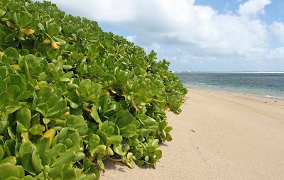 Kumimi Beach