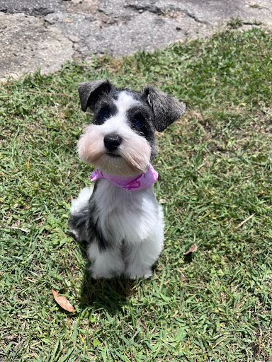 Bark Of The Town