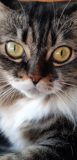 Pet Lovers - Visual