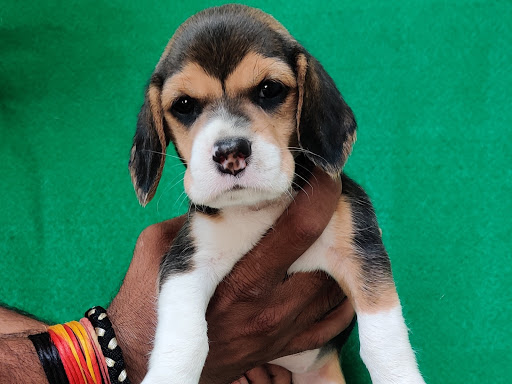 Beagle female puppy Available post image