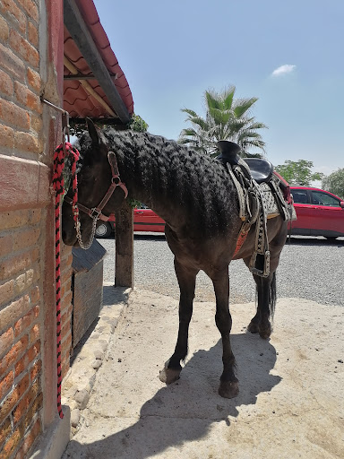 Centro Ecuestre Del Bajío Barbacoa & Granja & Caballos - Thumbnail