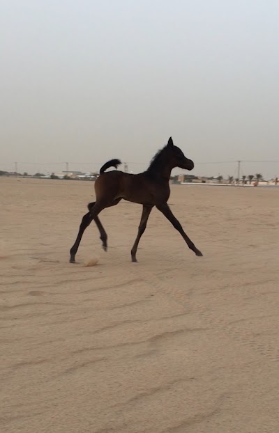 Photos of Amjad and Albayraq Stud