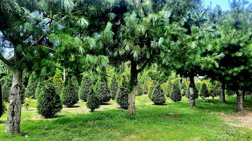 ARBOLES NAVIDEÑOS NATURALES TOLUCA PLANTACION GONZALEZ