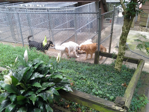 Deep Creek Kennel Gallery - United States