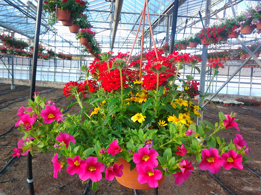 Floricoltura Vignola Nicola - Thumbnail