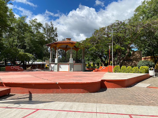 Árbol Ceiba o Pochote
