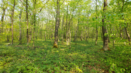 Wöbelsburg - Visual
