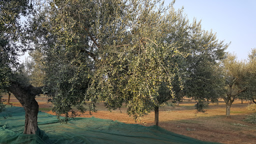 Azienda Agricola Miani,Olio Extravergine D Oliva - Thumbnail