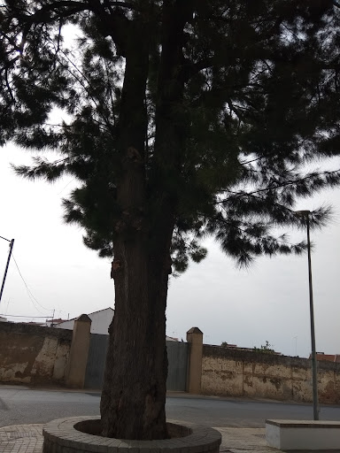 Pino de La Vía - Thumbnail