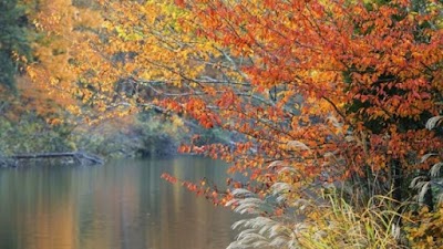Photos of Cabins of Birch Hollow