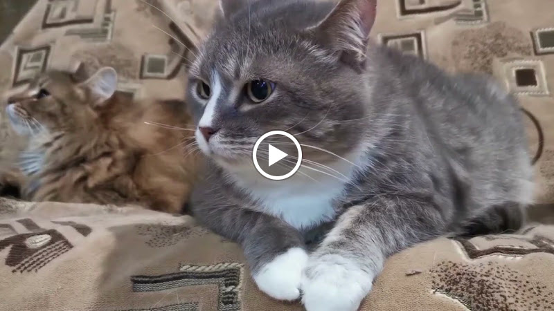 Cats Luv Us Google Business photo