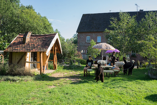 Alpakas an der Horbacher Mühle - Thumbnail