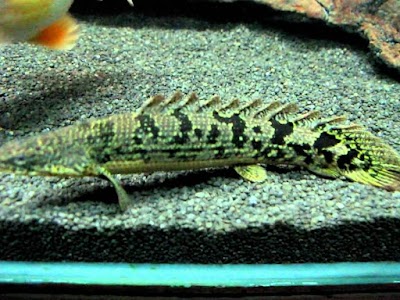 Photos of Ajman Aquarium