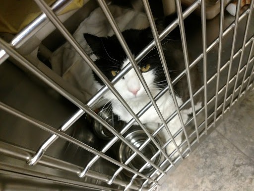 Humane Society of Western Montana - Thumbnail