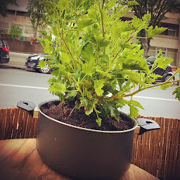 Photo n°122 de Comme au Vietnam à Paris (Restaurant)