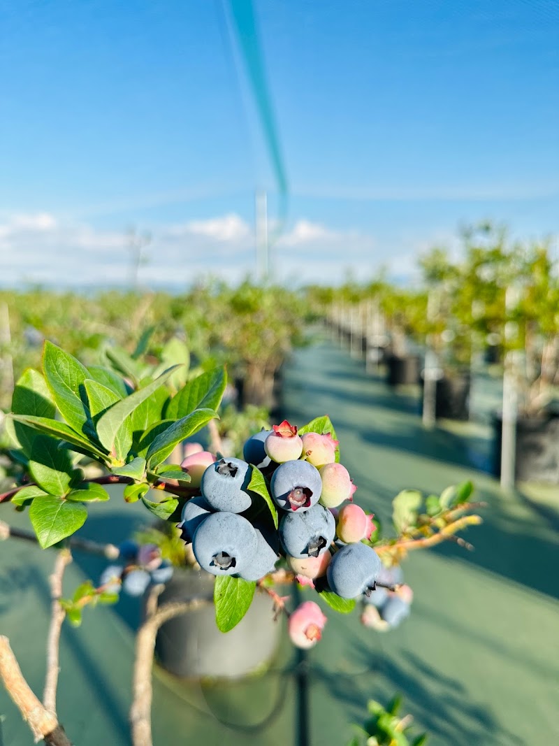 平野農園〜ブルーベリー狩り〜