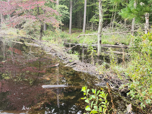 Glennie Woodlot and Town Farm Forest trail - Thumbnail