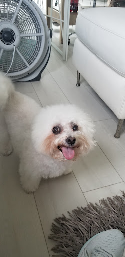 Foxy Paws Pet Grooming Gallery - United States