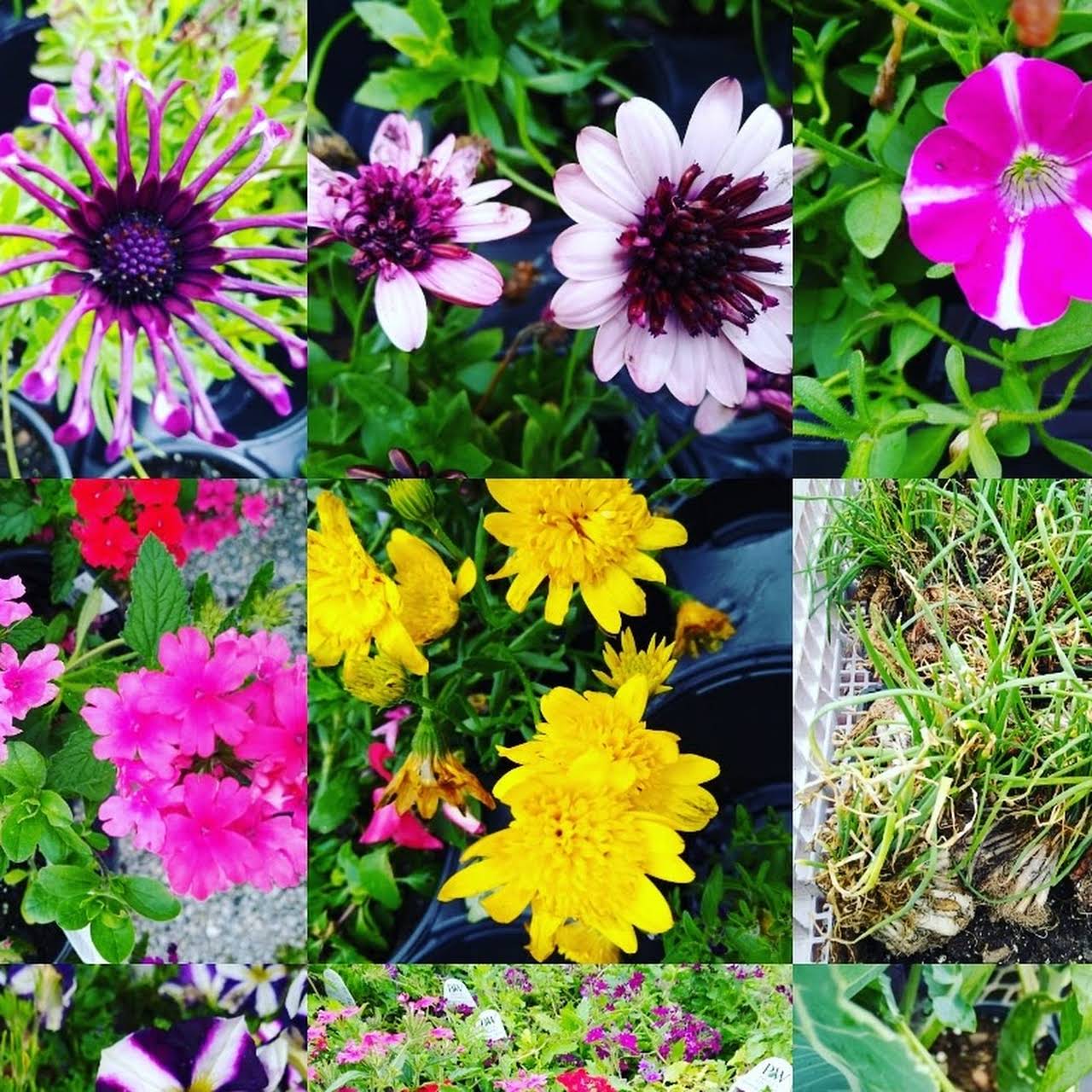 Gardentown Garden Center in Duncan