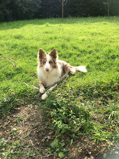 Esprit Libre Services Animaliers Pays Basque