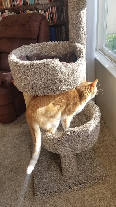 CozyCatFurniture