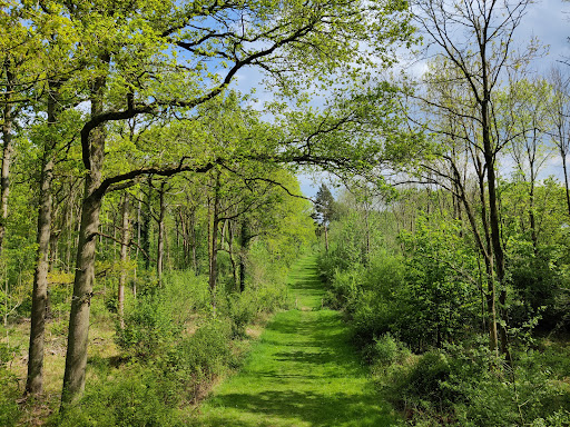 Salcey Forest - Visual