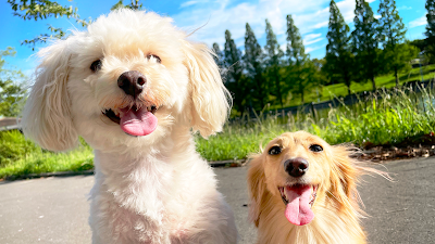 ペットホテル＆トリミングサロンtriangle