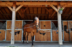Photo n°5 de Écuries Alice Rueda à Saint-Aubin-de-Médoc (Écurie)