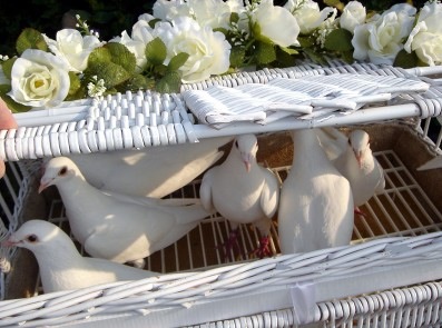 White Doves Essex by True Dove Ways for Weddings and Funerals - Thumbnail