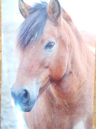 Photo n°17 de Centre Equestre l'Etrier des Monédières à Le Lonzac (Producteur de bétail)