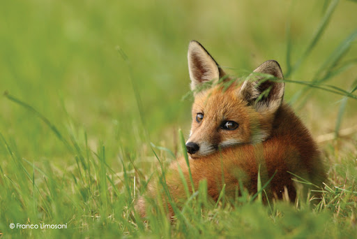 ASPAS Association pour la Protection des Animaux Sauvages