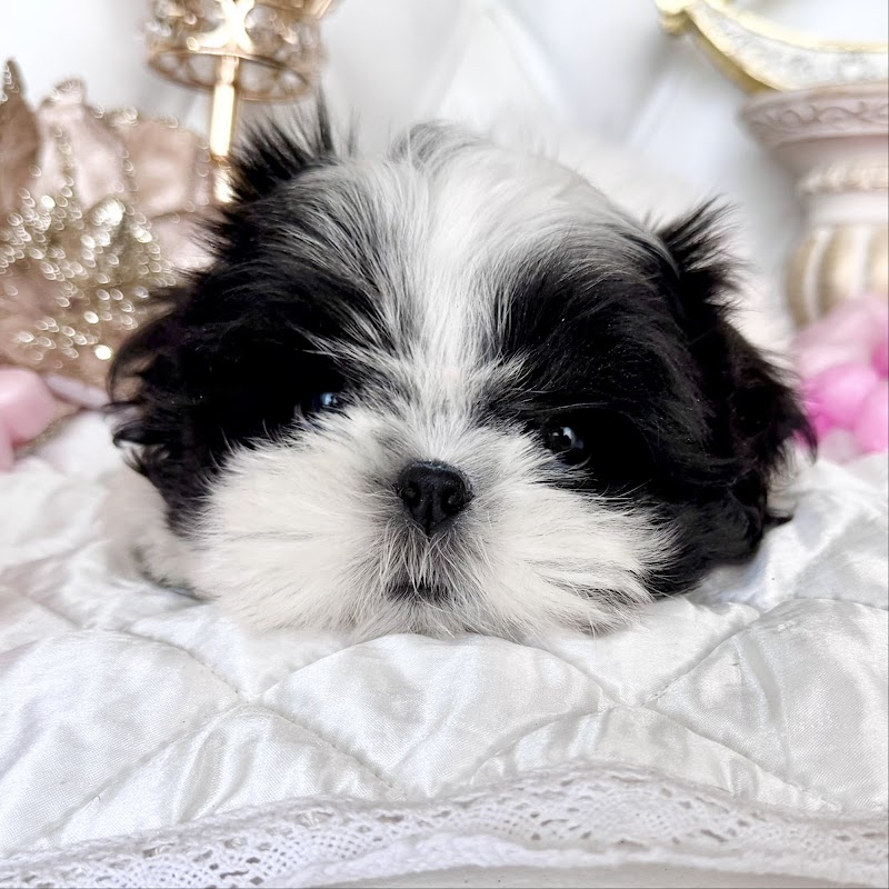 久留米ドッグサロン未来(トリミング・ブリーダー・子犬販売)