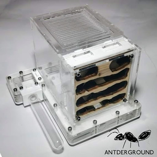 Antderground - Thumbnail