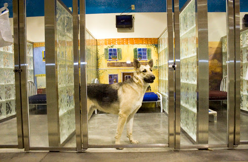 Pete & Mac's Pet Resort Palatine