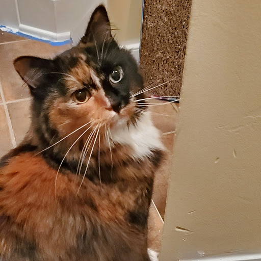 Lynn Animal Hospital - Thumbnail