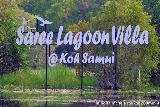 Saree Lagoon