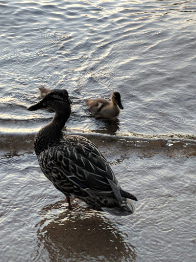 Lower Mousam Lake Boat Launch - Thumbnail