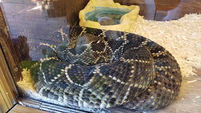 Photos of Airboats & Alligators Inc.