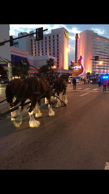 Honey Island Clydesdales