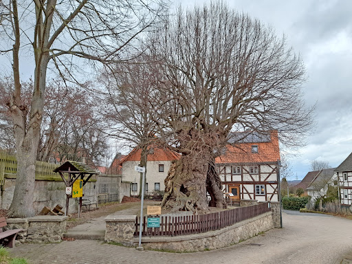 1000 jährige Linde - Thumbnail