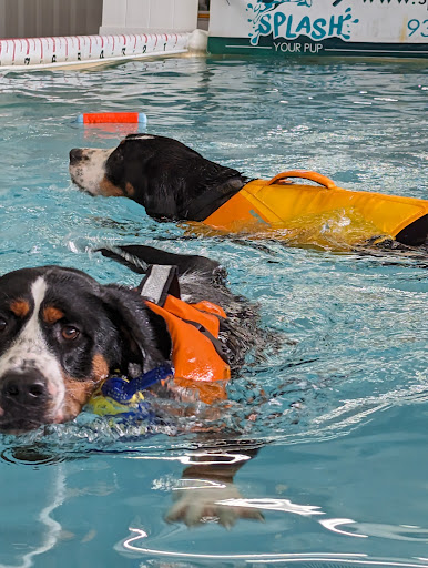 Splash Your Pup - Thumbnail