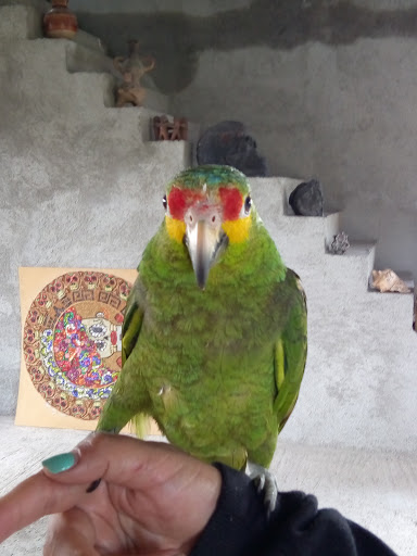 Clínica Veterinaria Zoovet MX