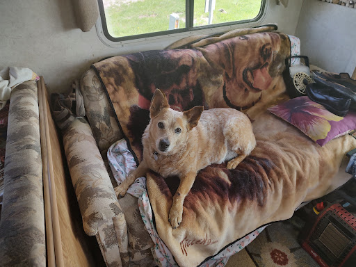 Laramie Peak Humane Society - Thumbnail
