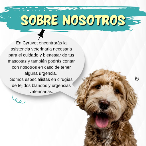Cyruvet Clínica Veterinaria — Urgencias las 24 horas