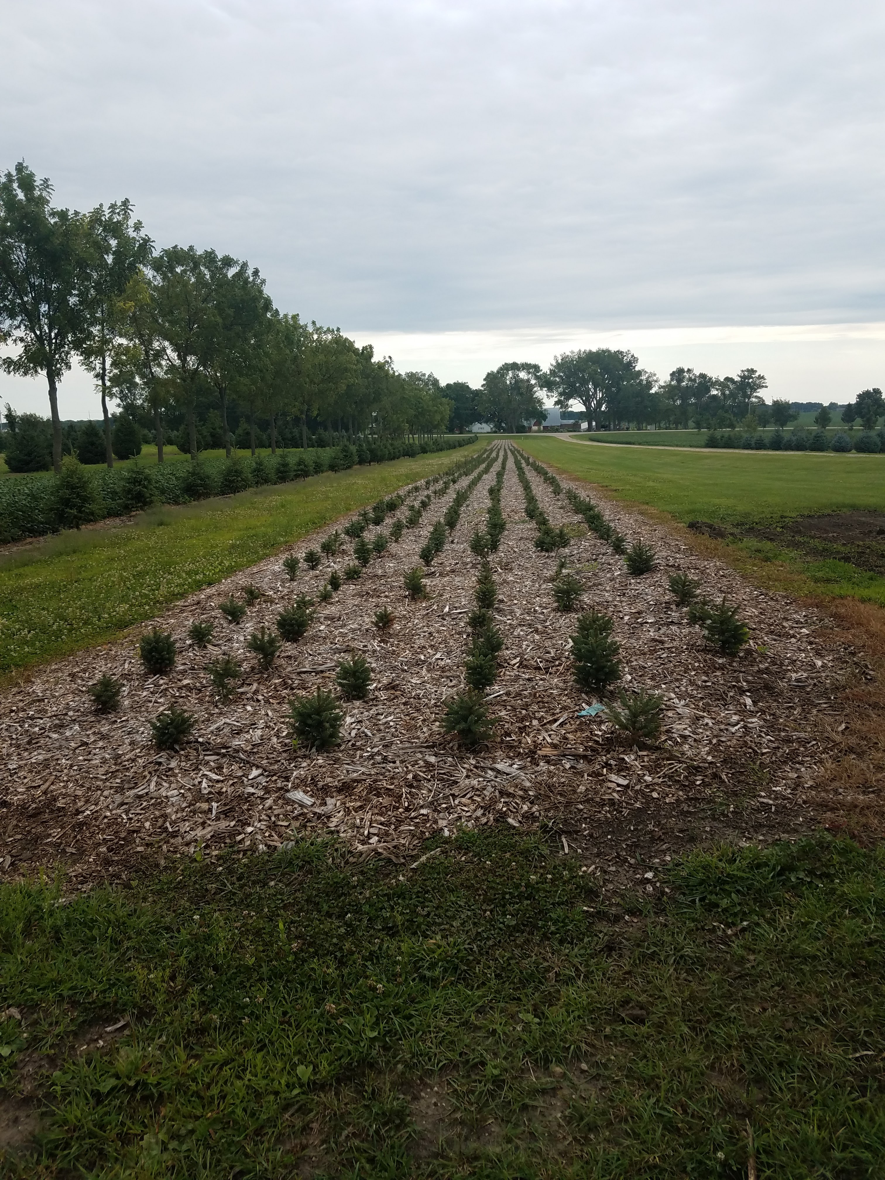 Bulfer Tree Farm