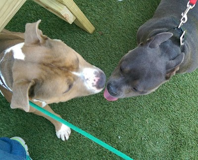 Photos of Humane Society of Catawba County