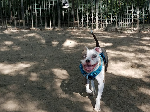South Slope Dog Run - Thumbnail