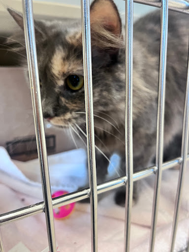 Michigan Humane - Thumbnail