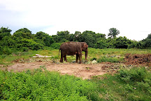 Pattaya Elephant Village, Pattaya, Thailand